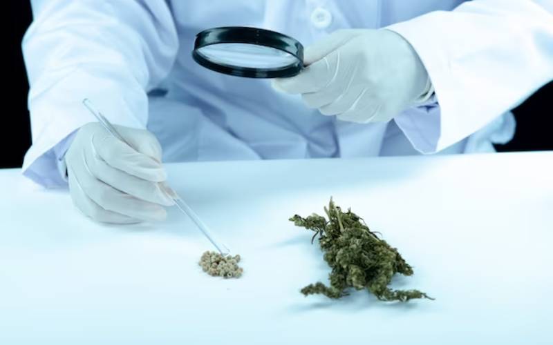 How To Take Advantage Of A Medical Marijuana Card?