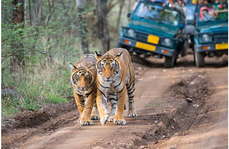 How Tour Packages In India Make Travel Hassle-Free?