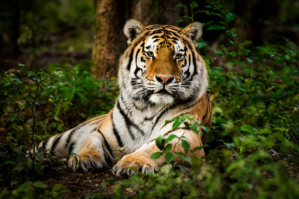 tour packages in india