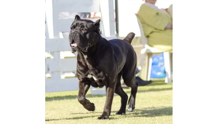 The Secrets of Animal Behavior Experts Revealed