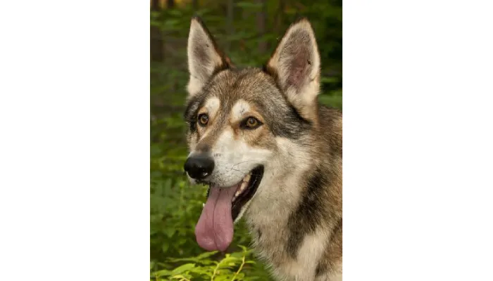 The Role of Expert Witnesses in Animal Behavior Cases