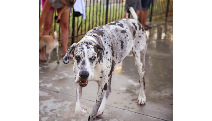 How To Vet An Animal Behavior Expert For Your Case?
