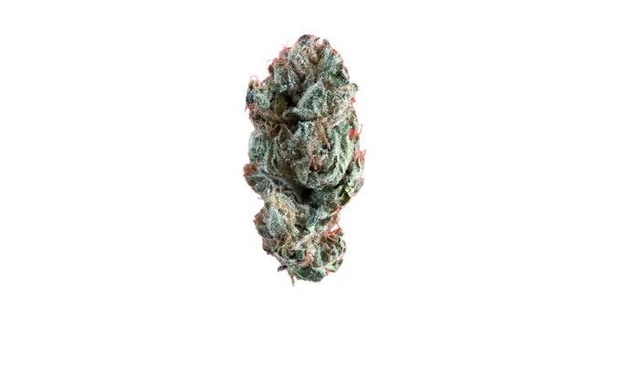 5 Things to Check Before You Buy Premium THCA Flower Online