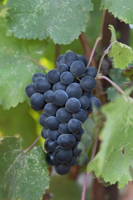 Estate-Grown Wines vs. Commercial Wines: What Makes Napa Valley Boutique Bottles Different